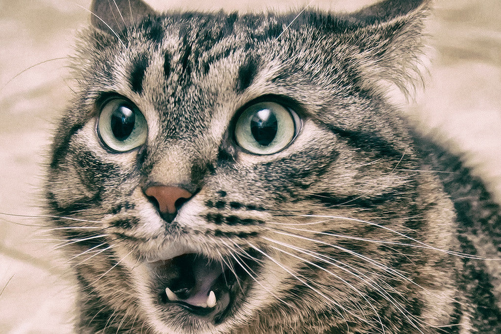 Funny Cat Humor Poster