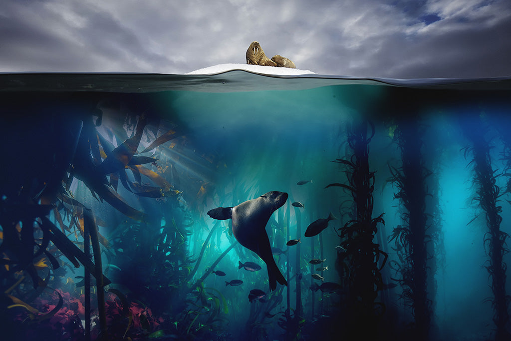 Blue Planet II TV Show Canvas Poster