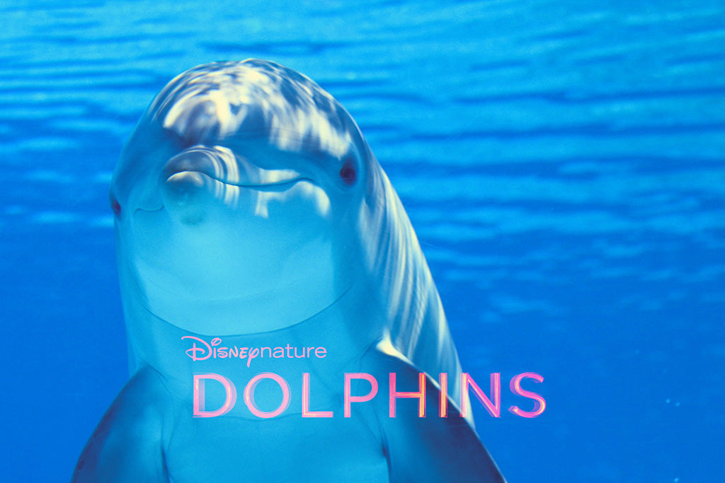Dolphins Canvas Poster