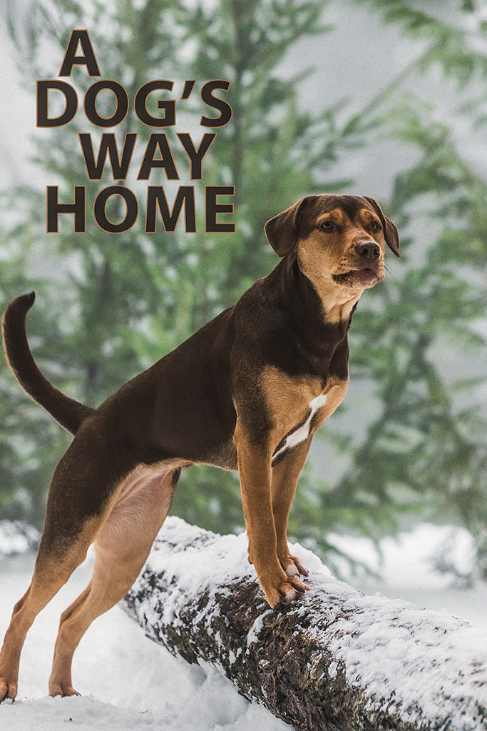 A Dog's Way Home Film Canvas Poster