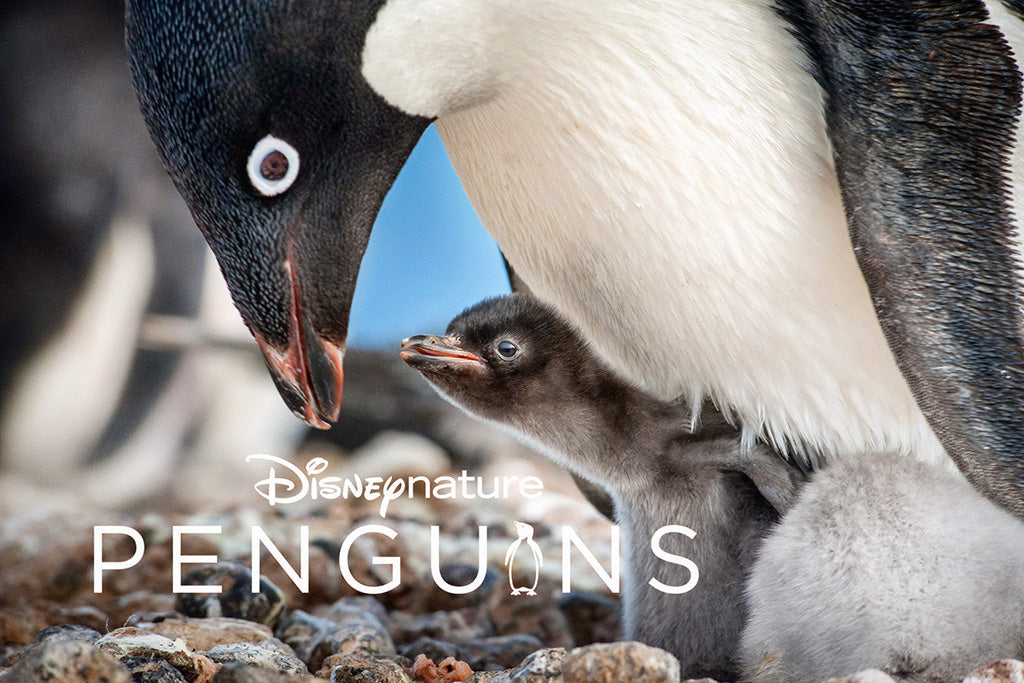 Penguins Film Canvas Poster