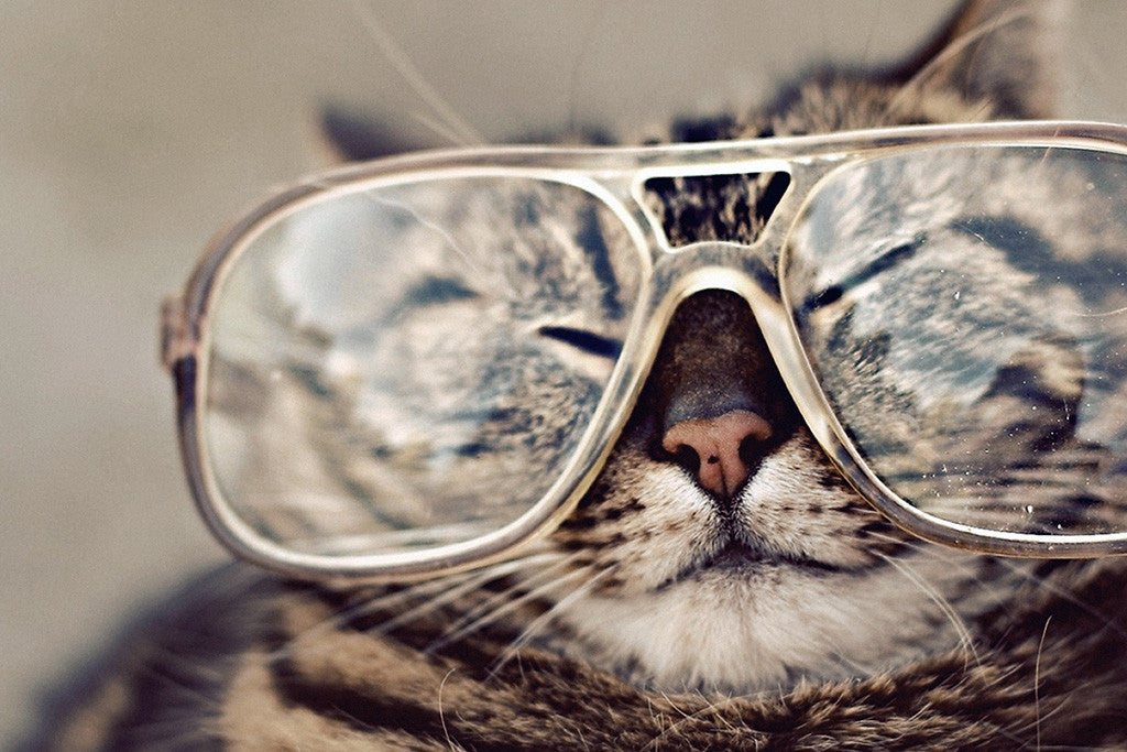 Cat Glasses Funny Prank Poster