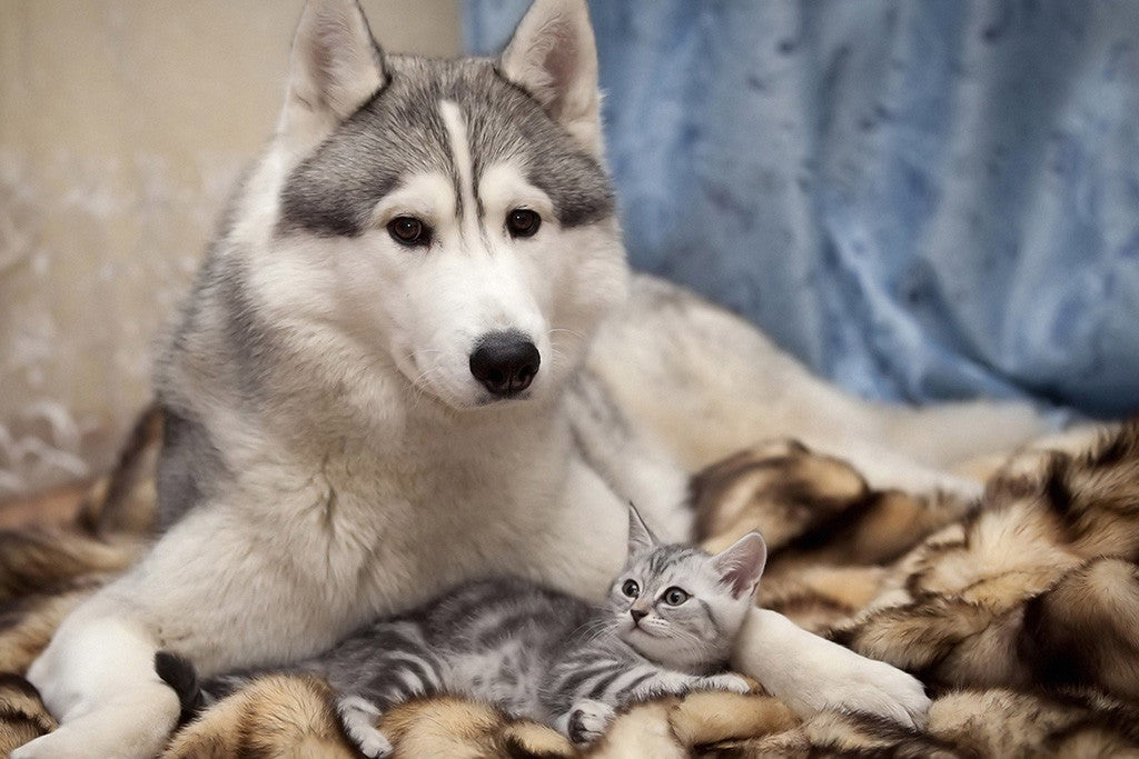 Cute Dog Siberian Husky Cat Poster