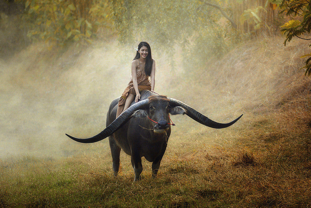 Thailand Asian Girl Buffalo Rider Poster
