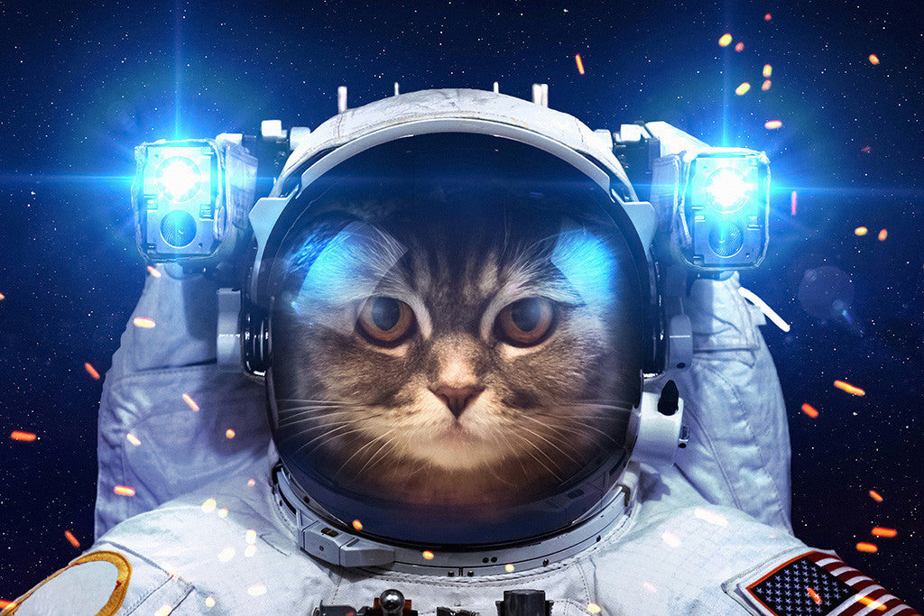 Cat in Open Space Humor Funny Poster
