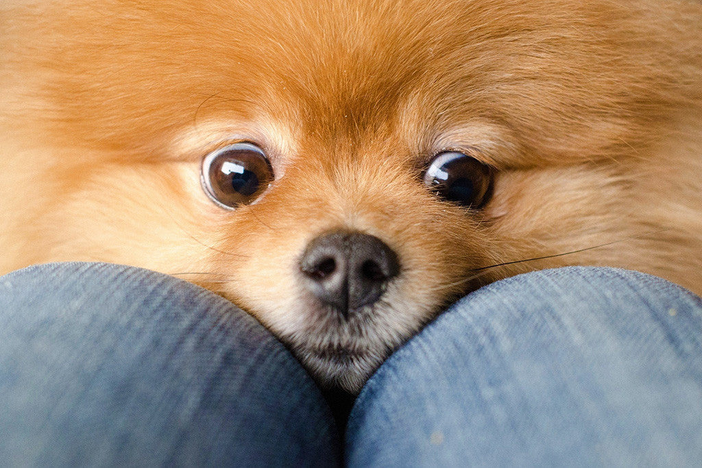 Lovely Dog Puppy Poster