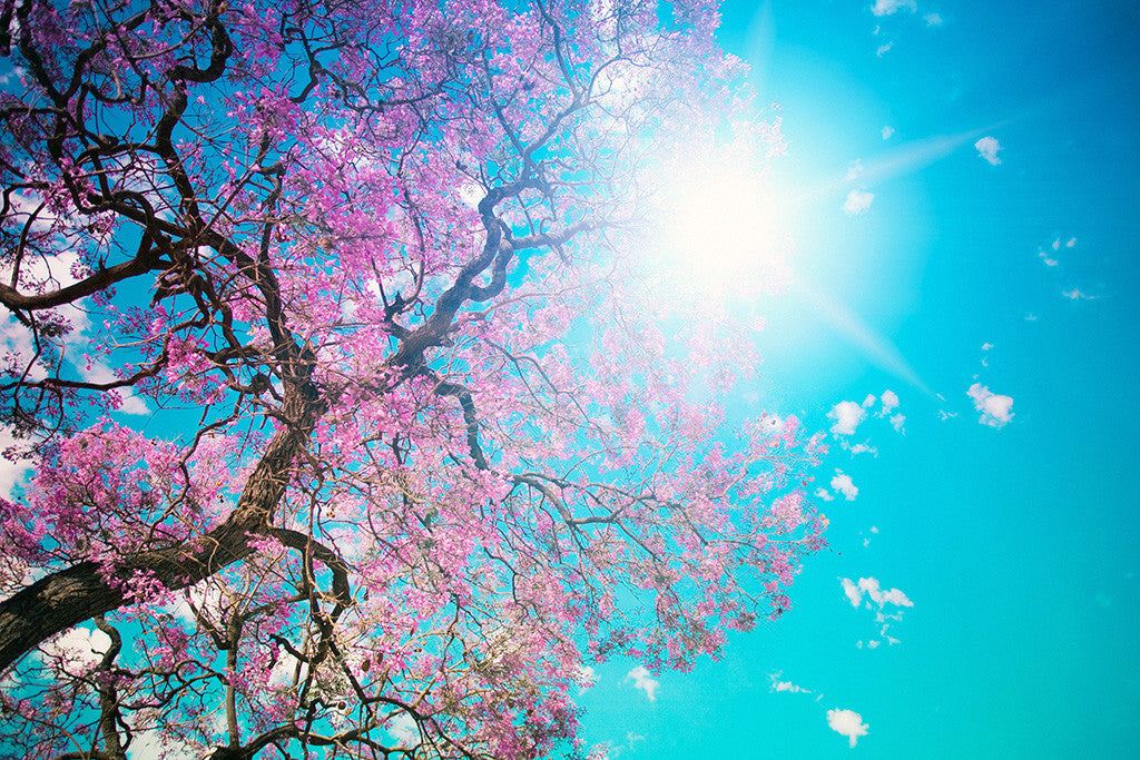 Beautiful Landscape Nature Trees Blue Sky Poster