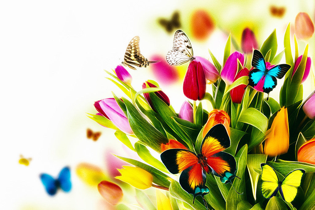 Flowers Beautiful Rose Spring Butterflies Poster