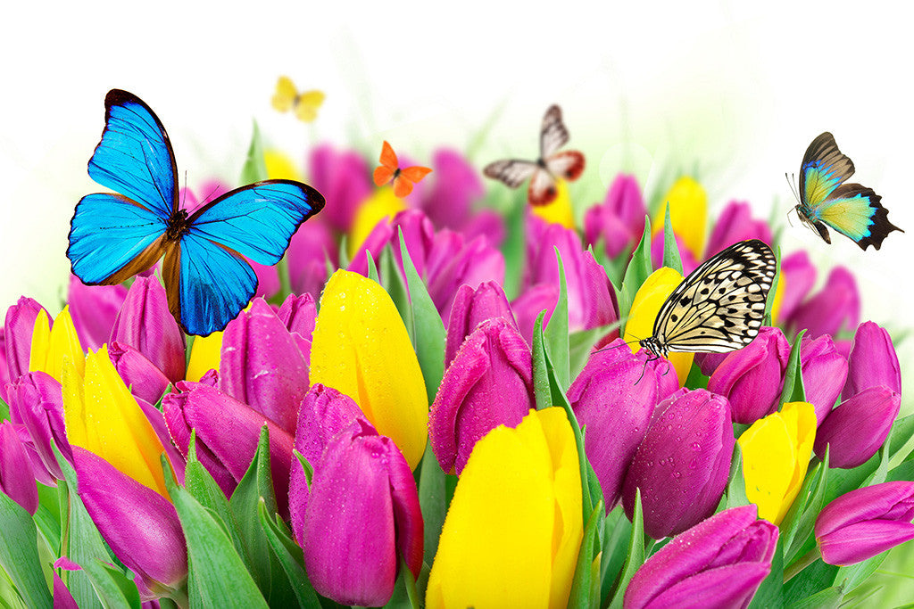 Flowers Beautiful Roses Tulips Butterflies Poster