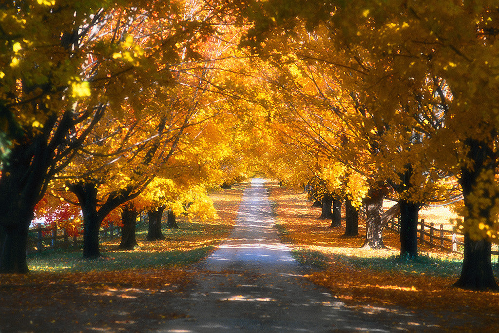Beautiful Landscape Nature Forest Trees Autumn Poster