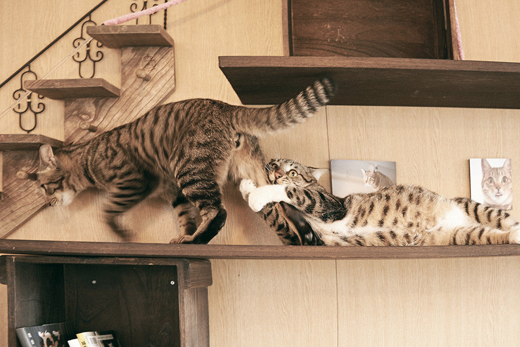 Cute Cats Funny Poster