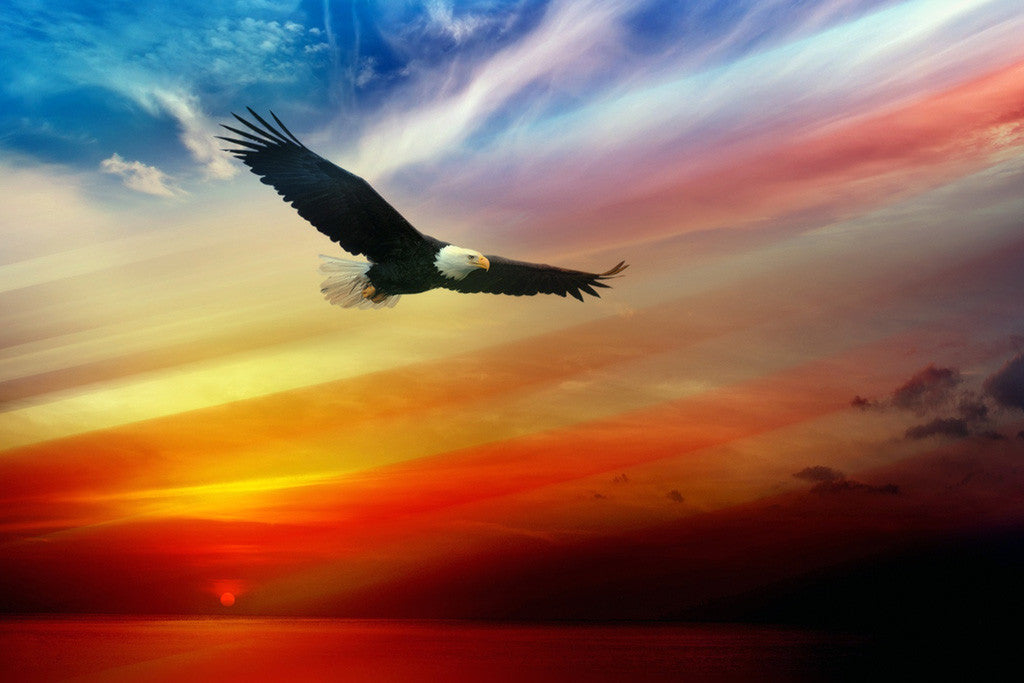 USA Independence Day Eagle Poster