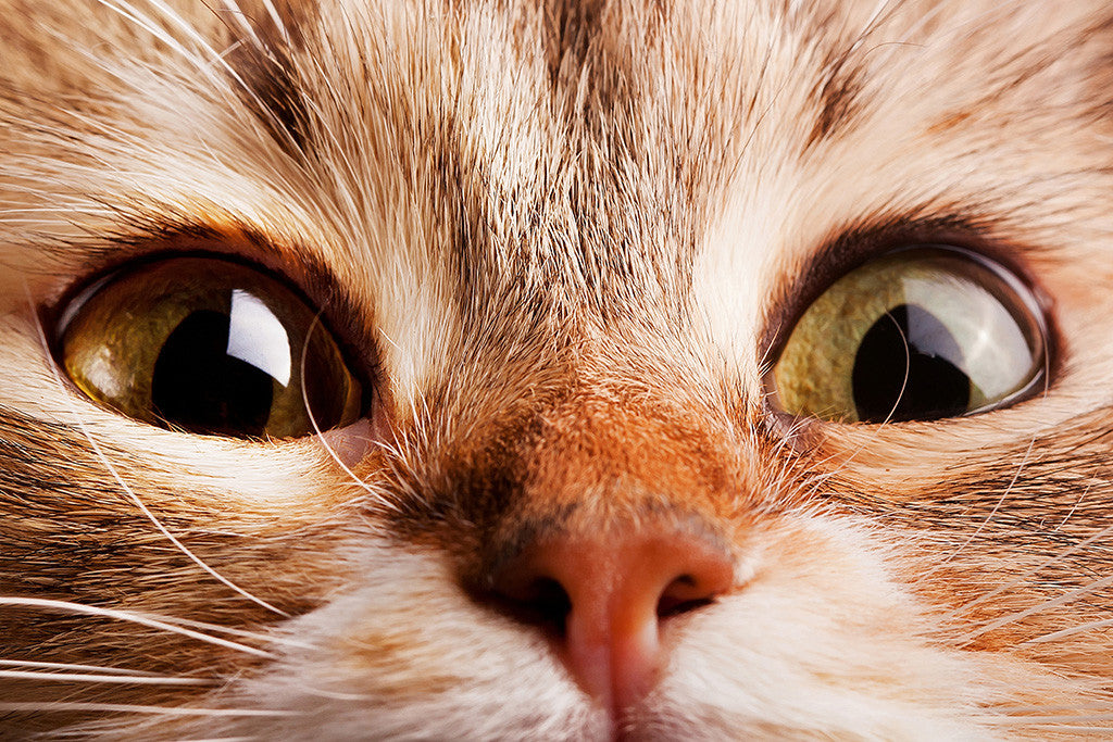 Funny Cat Poster