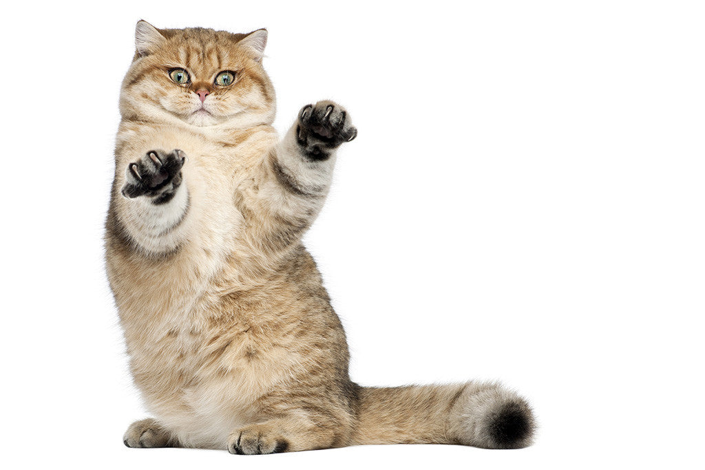 Funny Standing Cat Poster