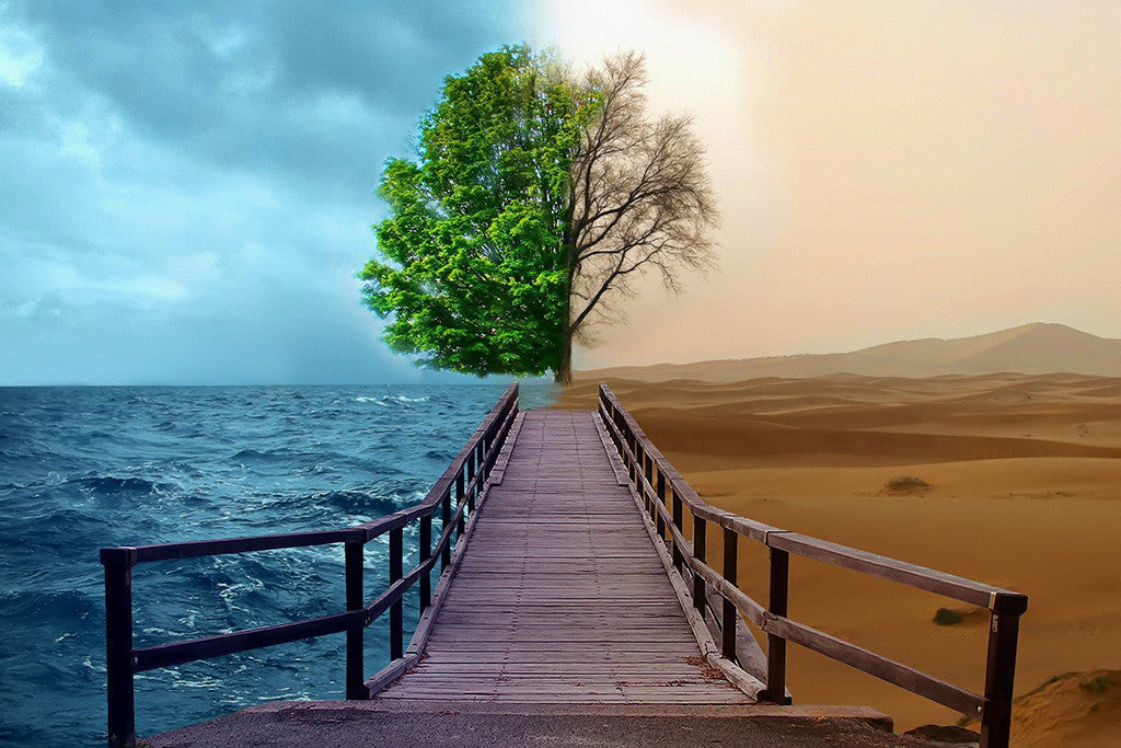 Tree Seasons Poster